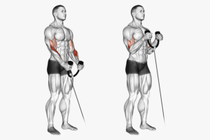 Cable Bicep Curl