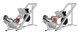 Fitclub Seated Leg Press Beginner Leg Workout