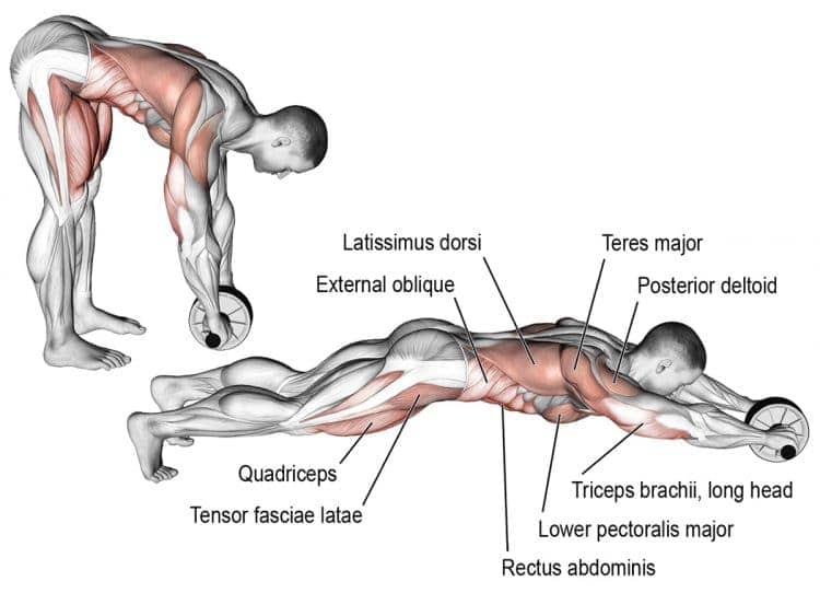 Barbell Rollouts